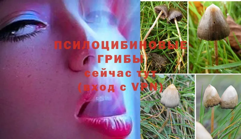 Галлюциногенные грибы MAGIC MUSHROOMS  где купить наркоту  Тольятти 